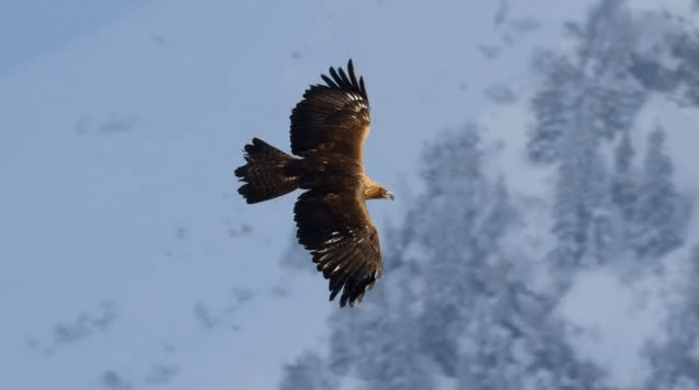 Image result for
gif Golden Eagle gif