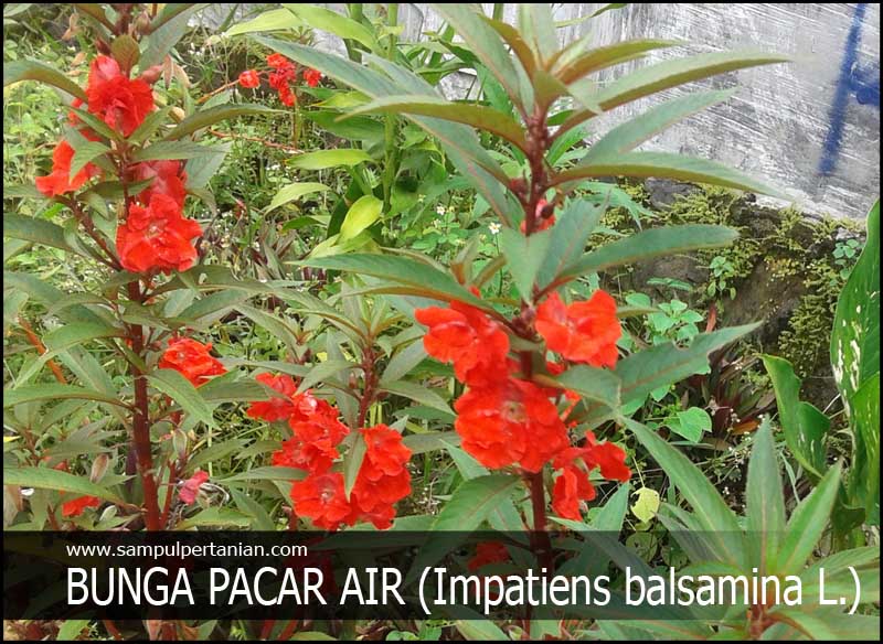 Bunga Pacar Air Impatiens Balsamina L Mengenal Morfologi Dan Klasifikasi