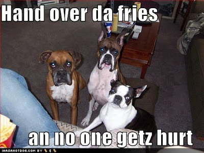 Download this Dog Pics Funny Picture... picture