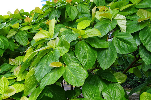 Trees and Plants: Broad leaf Fig, Elephant Ear Fig, Roxburgh Fig