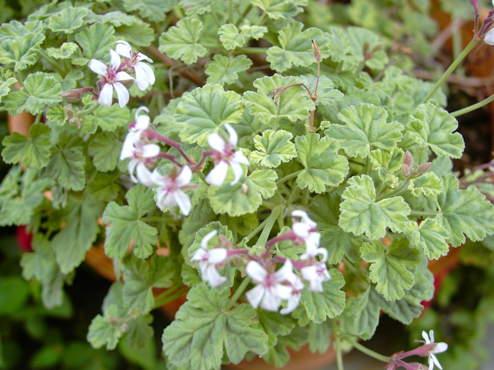 fragrant frosty пеларгония фото