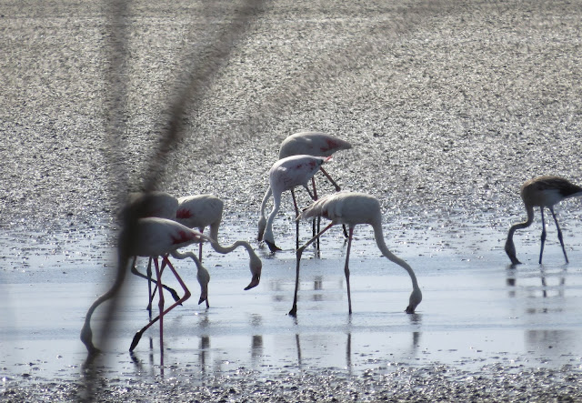 Lesser Flamingo - Spain