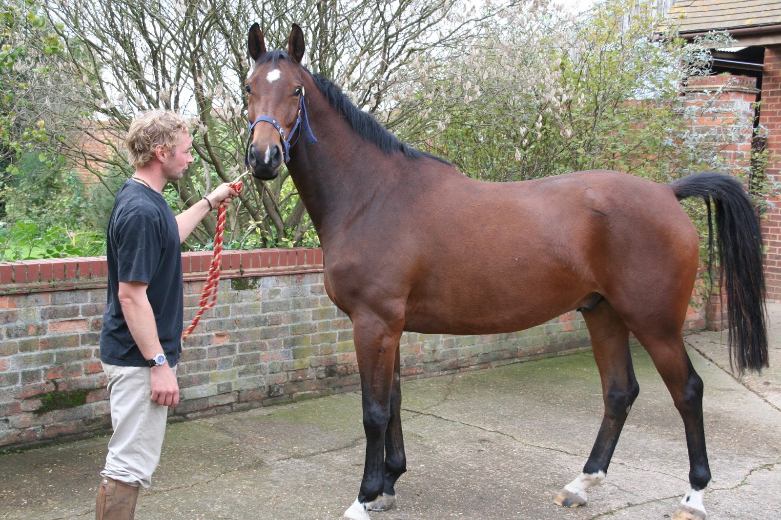 DiscoverThat Journal Horses vetted