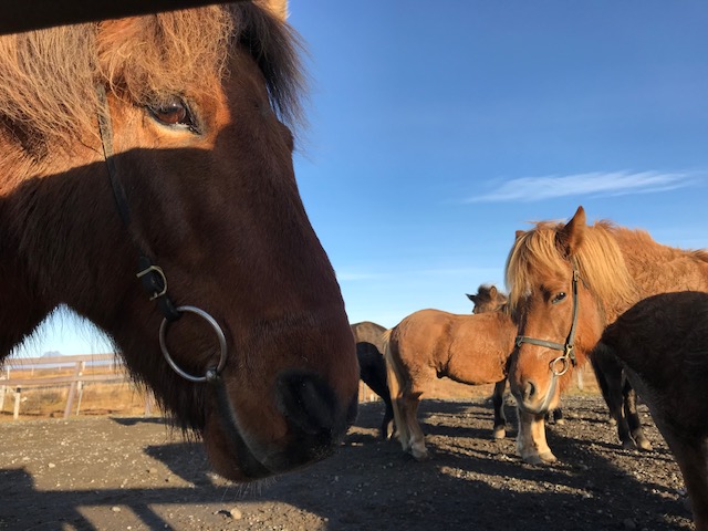 アイスランドの馬は毛が長くふさふさしていてカワイイ