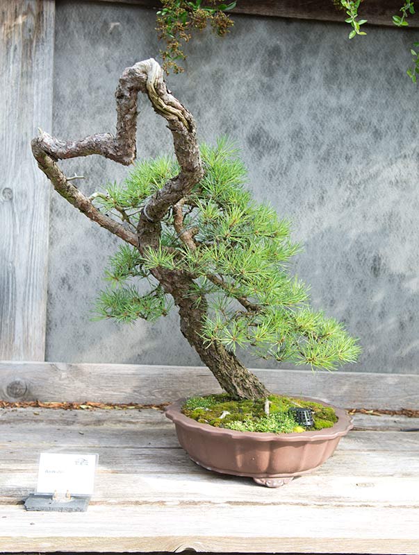 Walter Pall Bonsai Adventures visiting Werner Busch and the Bonsaimuseum in Dusseldorf, Germany.