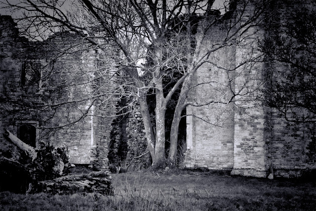 A tree stands next to the ruins at Hampton Gay in Oxfordshire by Martyn Ferry Photography