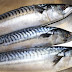 Good Quality Price of Fresh Mackerel Fish