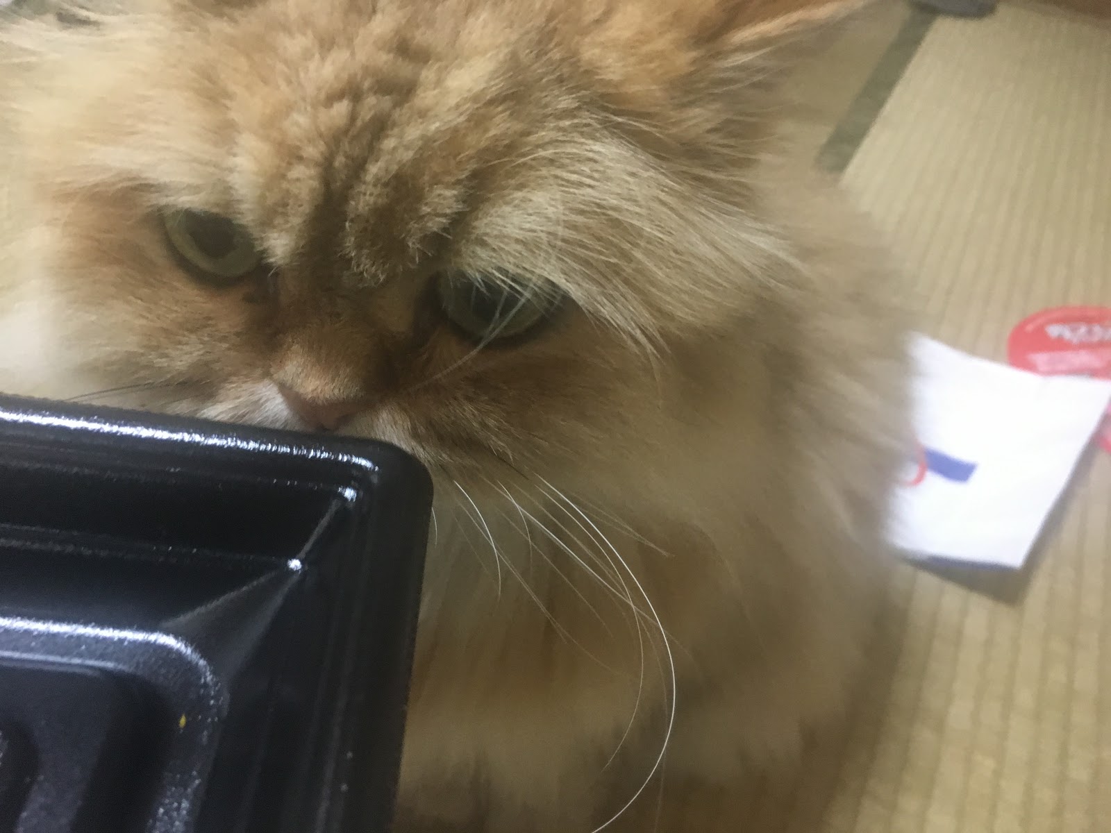 ３６５日 家猫 モップ 愛 猫 人のコンビニ弁当 を欲しがる モップ
