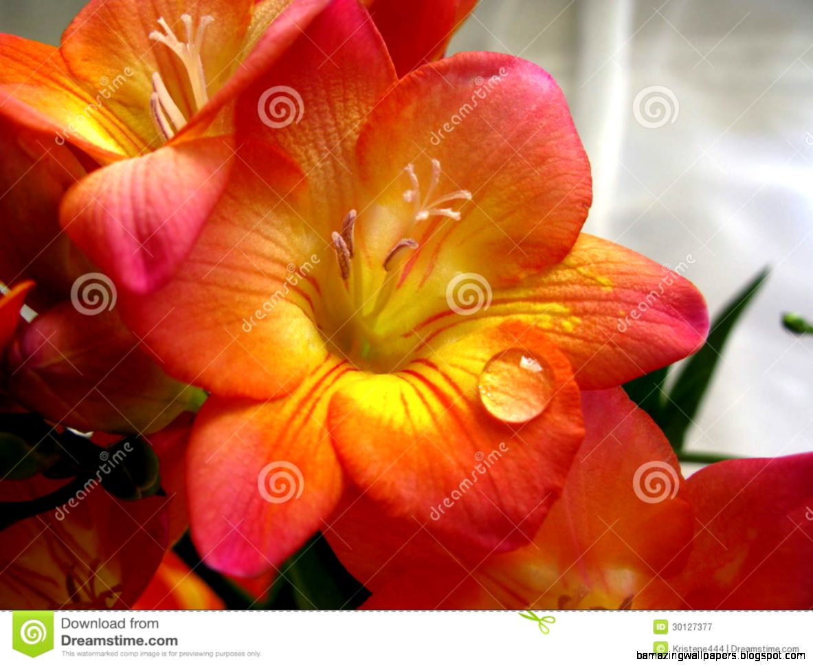 Freesia Flower With A Water Drop Royalty Free Stock Photography