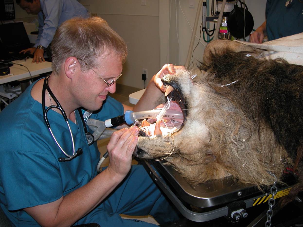 Small Animal Talk Why we should care about veterinary dentistry?