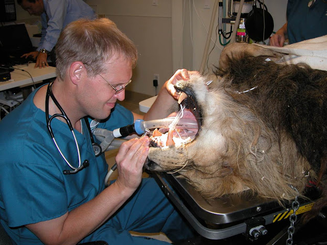 WSAVA dental guidelines, veterinary dentistry, lion, wildlife, teeth