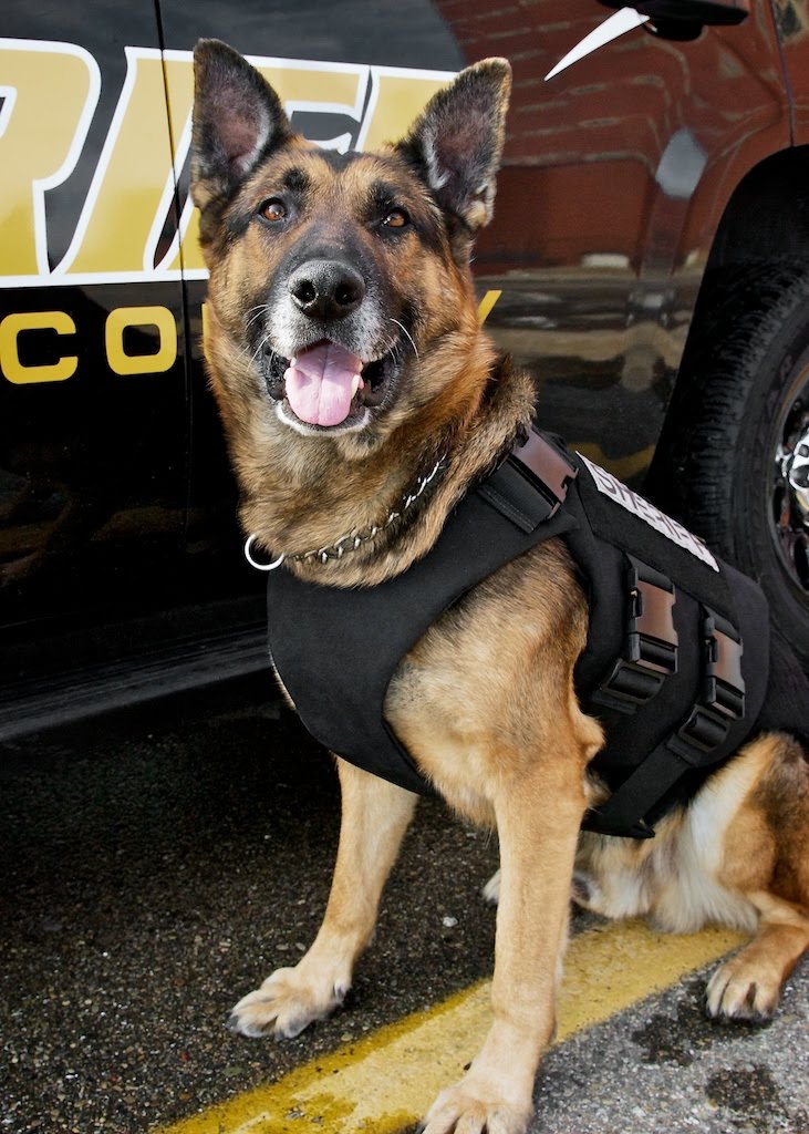 Andrew Potter Photo Blog K9 Bullet Proof Vest