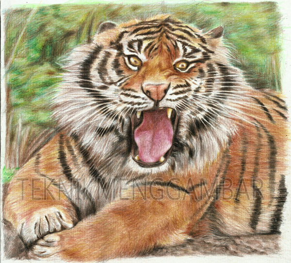 95 Gambar Wajah Harimau Sumatera Paling Bagus