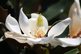 Magnolia bloom