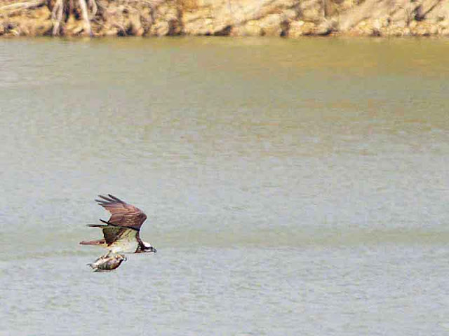 osprey, caught fish,bank of dam, flying
