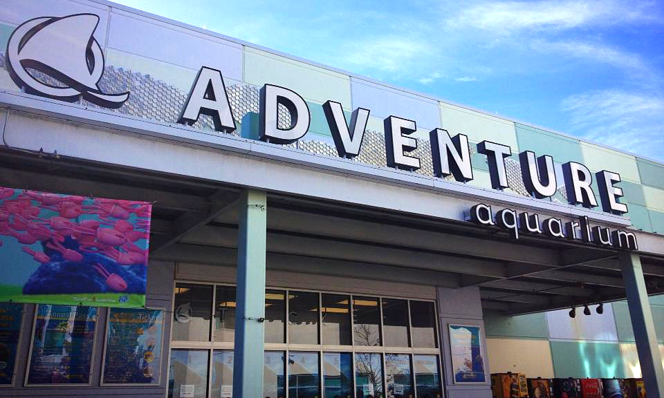 DAILY VACATIONER: Local Destination: Adventure Aquarium