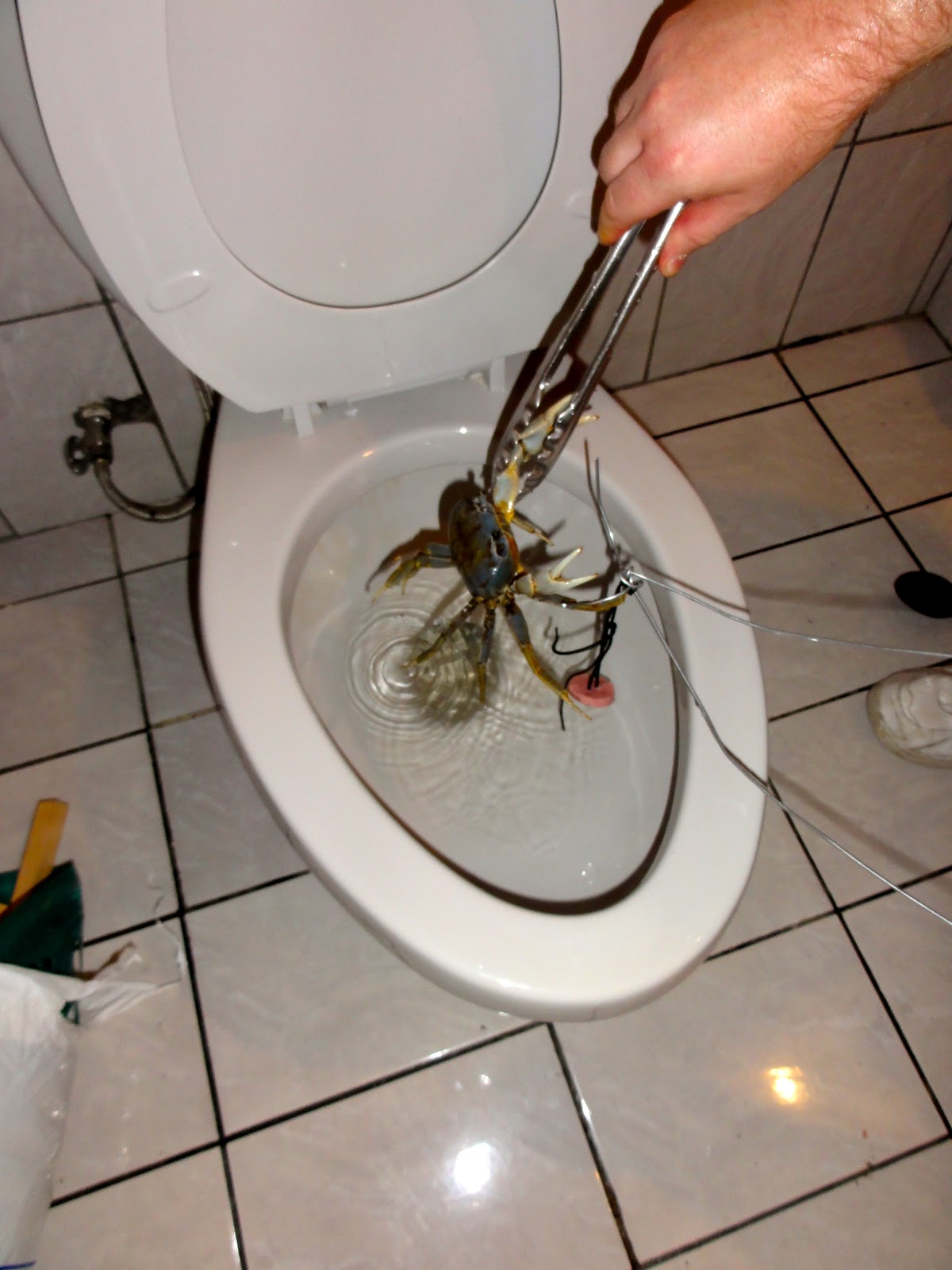 Electric Passport The NotSoEndangered Toilet Crab of Costa Rica