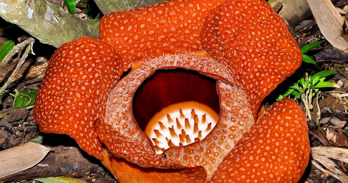 Zoologist (Ahli Zoologi) The Spectacular Rafflesia