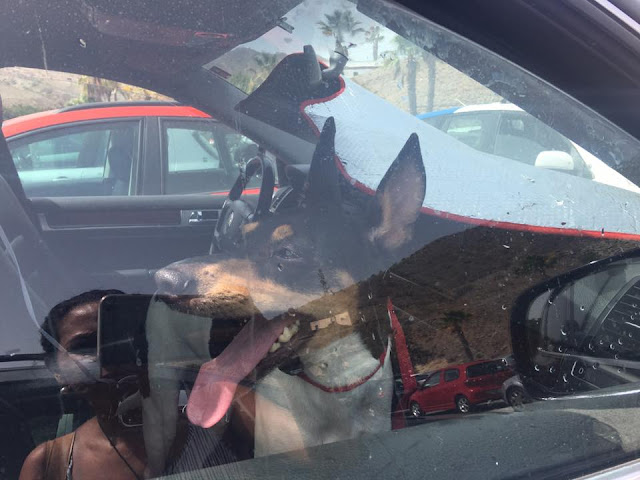 El subnormal que deja a su perro en el coche en un día de calor