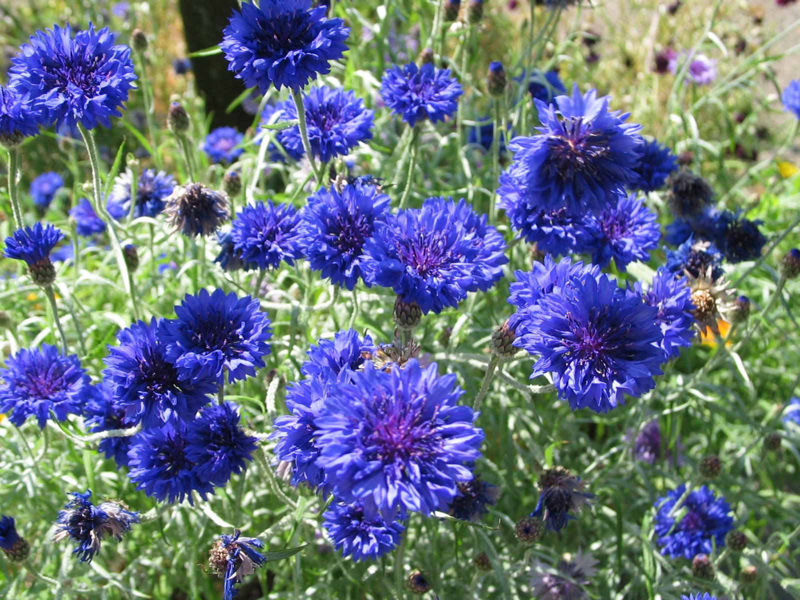 Flowers Centaurea cyanus (Cornflower)