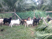 kambing feral sihat untuk aqiqah