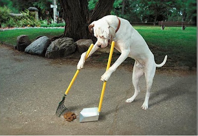 Funny dog cleaning own poop
