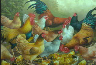 jenis jenis ayam kampung buras jenis jenis ayam kampung buras