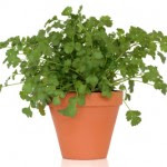 Guest Blogging for Growing Herbs For Beginners