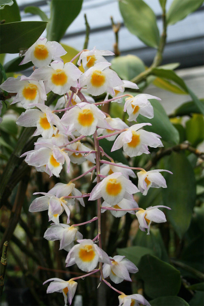Grow and care Dendrobium amabile - Dendrobium bronckartii - Callista amabile | Travaldo's blog