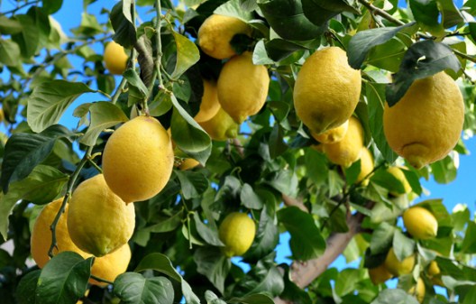 Pendapat Para Ahli Tentang Diet Lemon