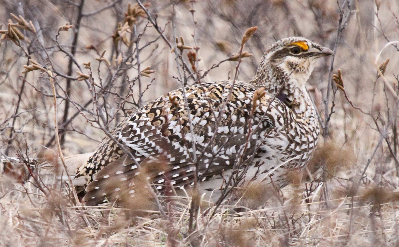 ShutterWi SharpTailed Grouse. Bayfield County WI.