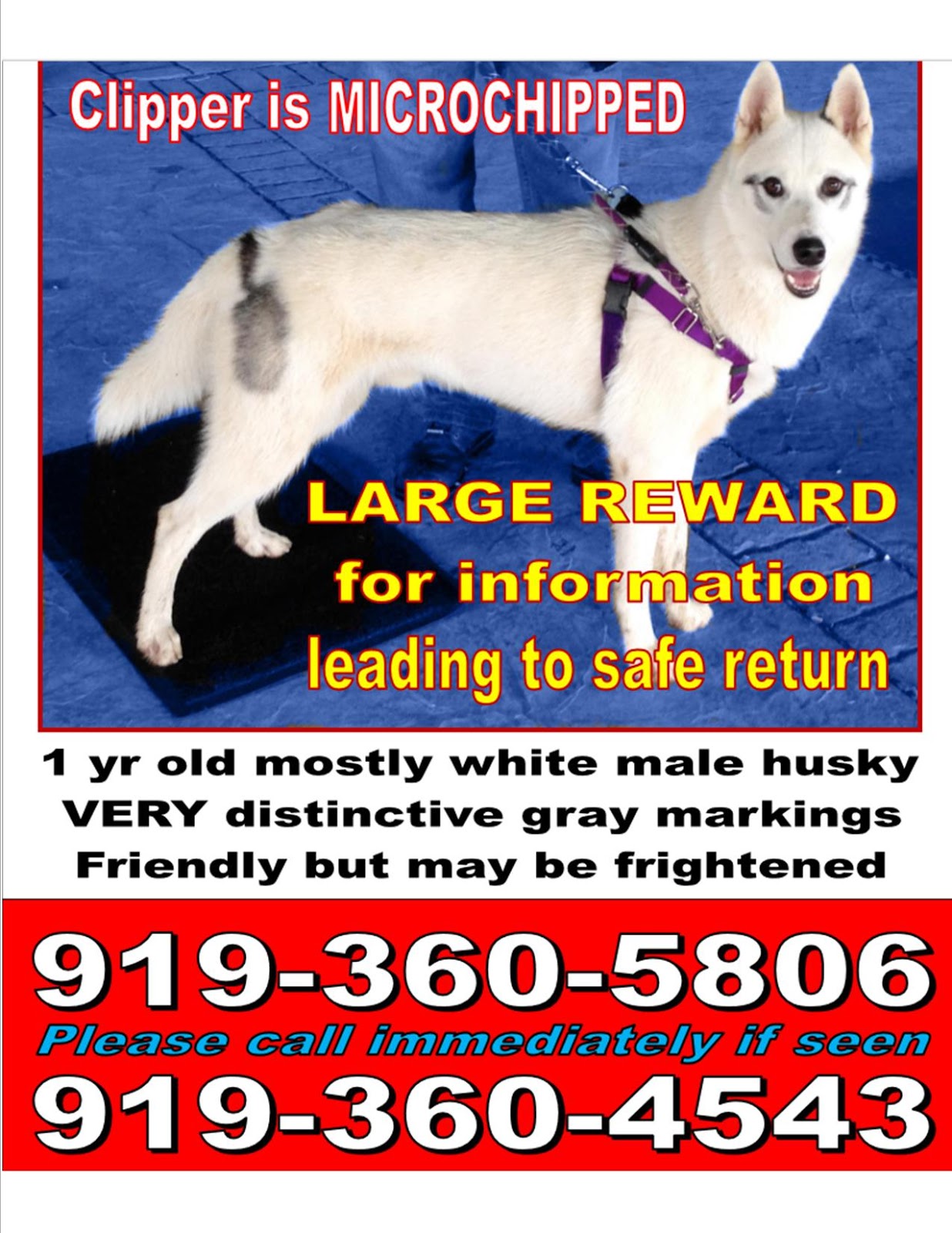 Healing Dogs with Love LOST or STOLEN DOG! Clipper The Husky