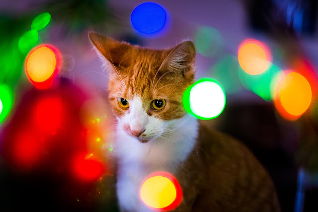 Christmas Luke by Nicholas Erwin from flickr (CC-NC-ND)