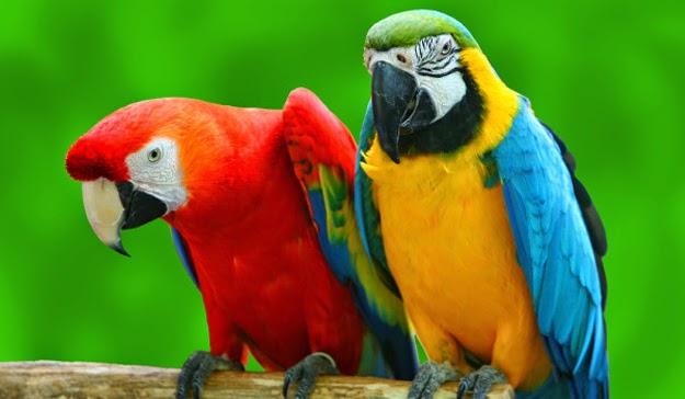 Download Suara Kicauan Burung Nuri Yang Unik Saka Doci