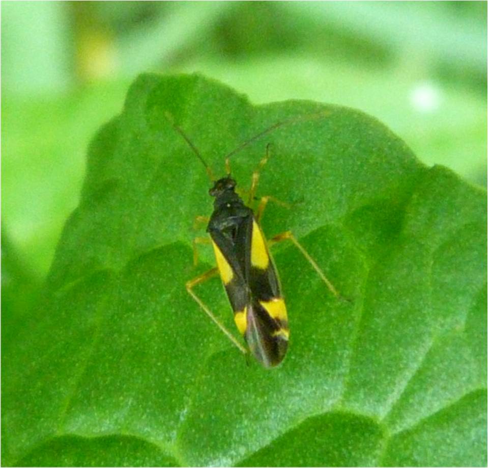 Insects of Scotland: True Bugs