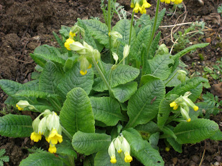 Di fiore in fiore: Primula odorosa