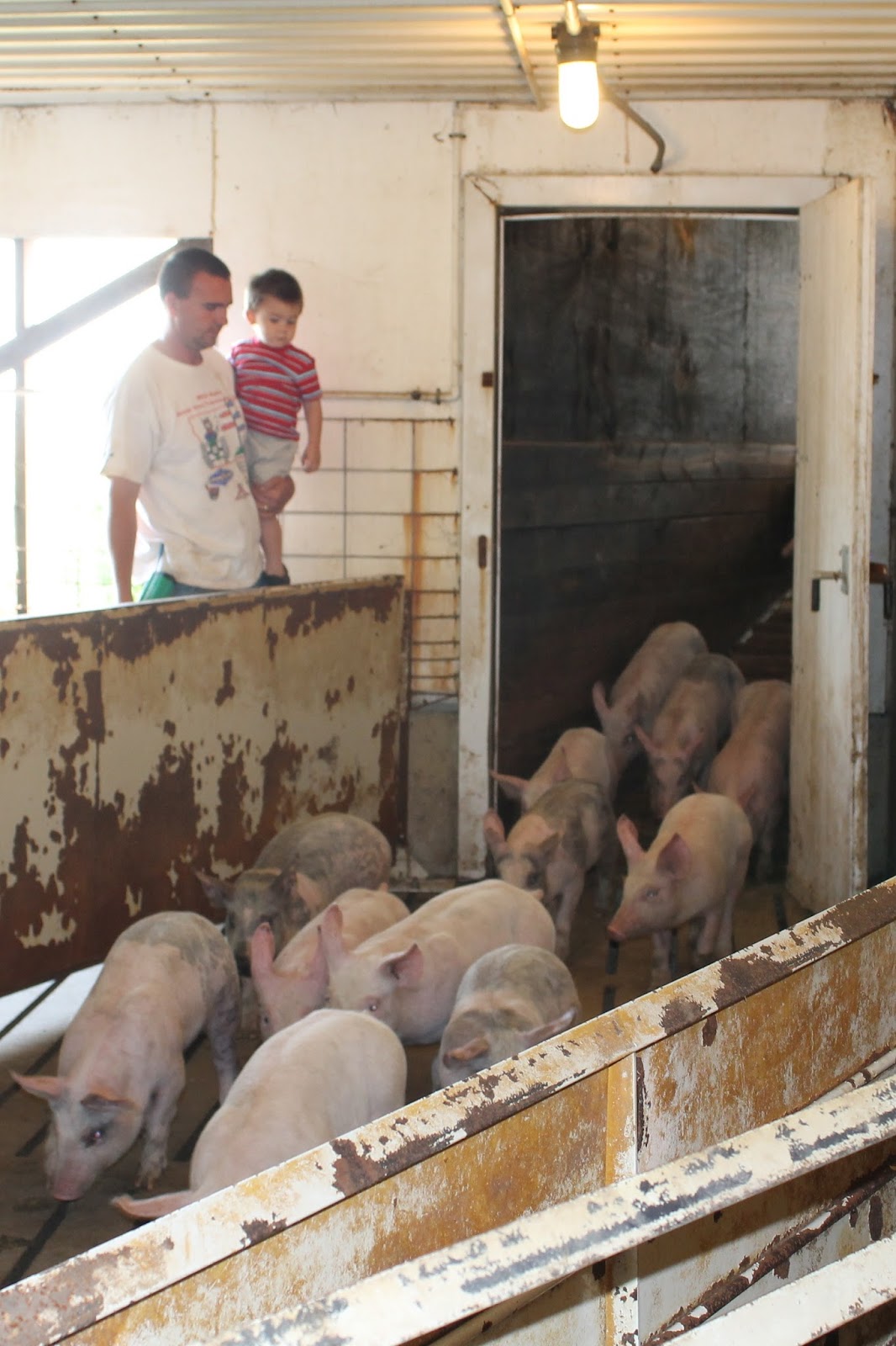 Corn, Beans, Pigs and Kids A Look Inside Our Pig Barns
