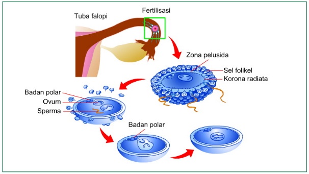 Fertilisasi terjadi ketika sel telur dalam bentuk
