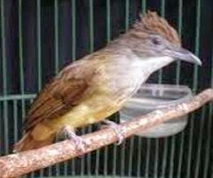 Burung Cucak Jenggot : Ketahui Keunggulan Dan Kelemahan Burung Cucak Jenggot Sebelum Membelinya