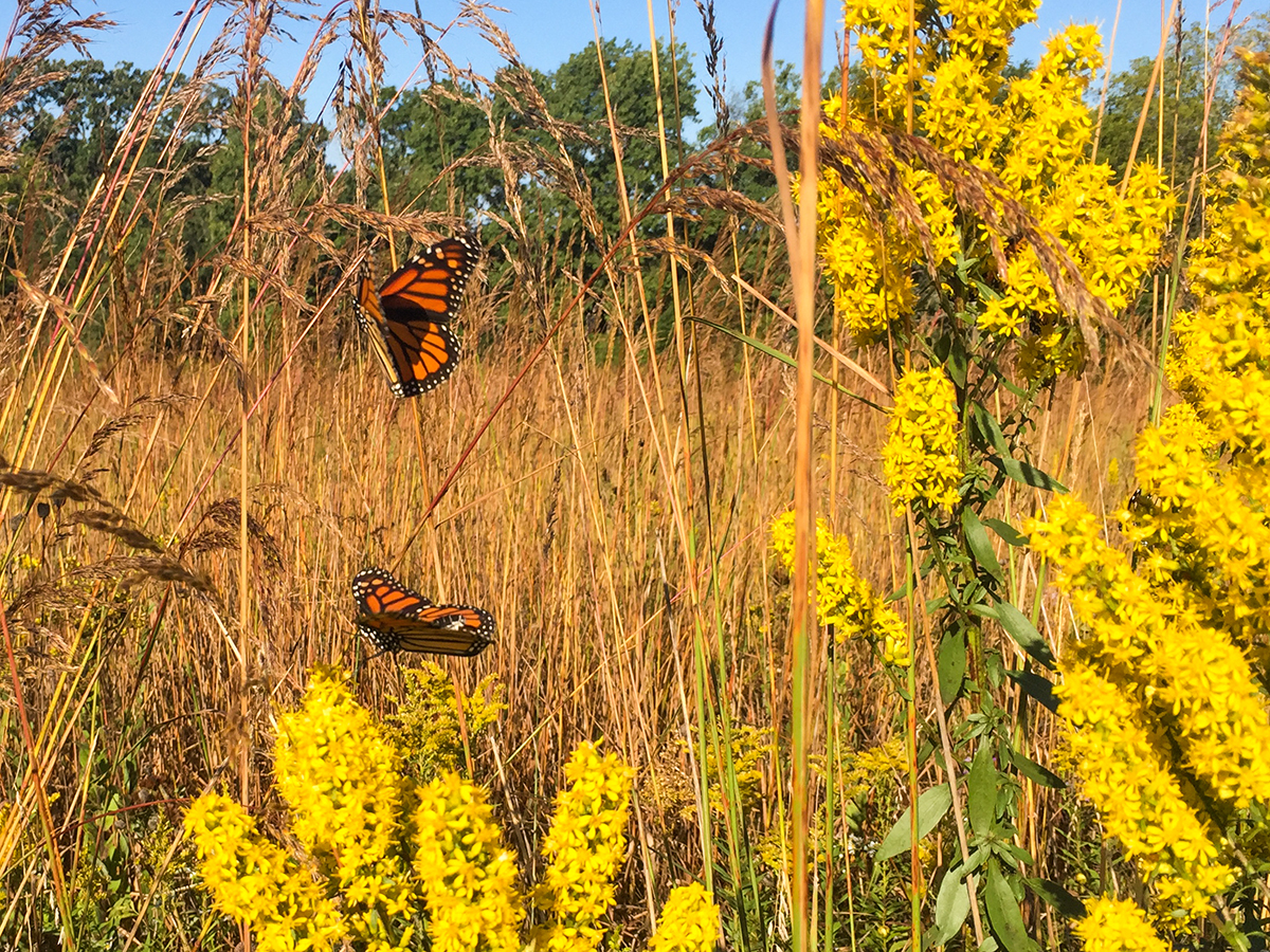 Along the Ice Age Trail Verona Segment