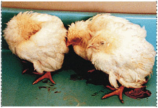 Penyakit Berak Hijau pada Ayam