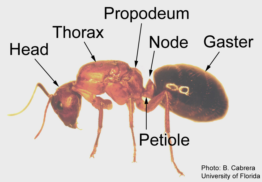 Types of ants-ants with wings - ONLINE NEWS ICON ant thorax diagram 