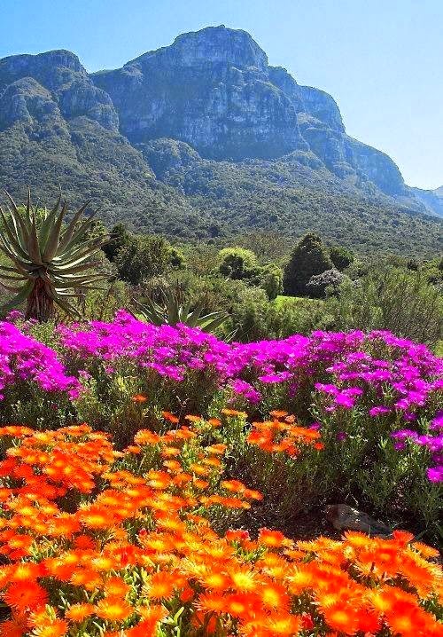 10 Inspirational Botanic Gardens | Kirstenbosch National Botanical Garden, Cape Town, South Africa