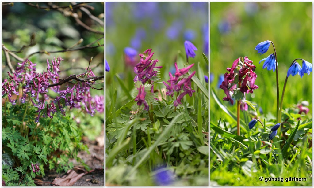 Gartenvorstellung 5 Teil 2 Die Beetanlangen An Der Sudseite Des