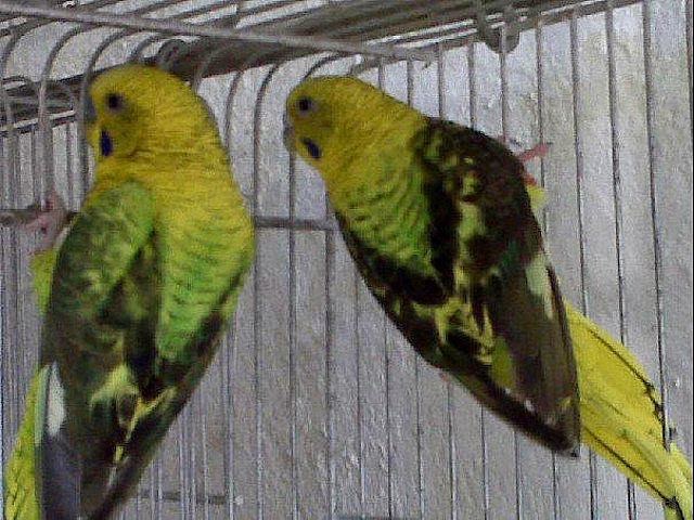 Tu blog de Periquitos: Periquitos raros , Mutaciones