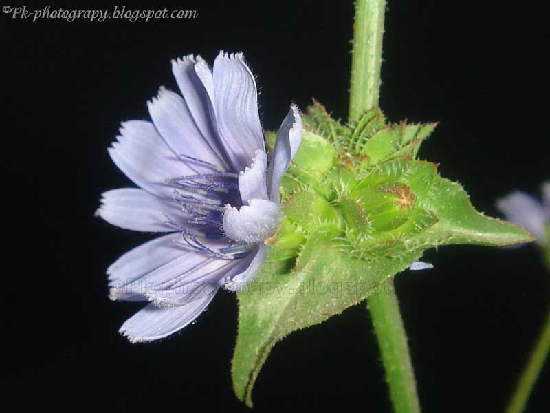 Chicory Plant and Flowers Nature, Cultural, and Travel Photography Blog