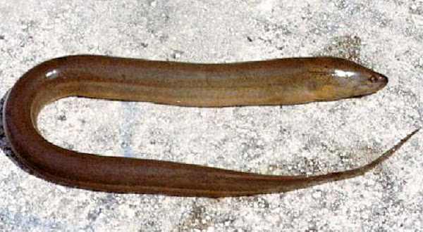 rice eel, swamp eel, ricefield eel, belut, rice paddy eel, ta-unagi, white ricefield eel, asian swamp eel, asian swamp eel appearance, about asian swamp eel, asian swamp eel breeding, asian swamp eel care, caring asian swamp eel, asian swamp eel color, asian swamp eel characteristics, asian swamp eel eggs, asian swamp eel facts, asian swamp eel for food, asian swamp eel farms, asian swamp eel farming, asian swamp eel history, asian swamp eel info, asian swamp eel images, asian swamp eel origin, asian swamp eel photos, asian swamp eel pictures, asian swamp eel rarity, asian swamp eel rearing, raising asian swamp eel, asian swamp eel size, asian swamp eel uses, asian swamp eel varieties, asian swamp eel weight, asian swamp eel body length