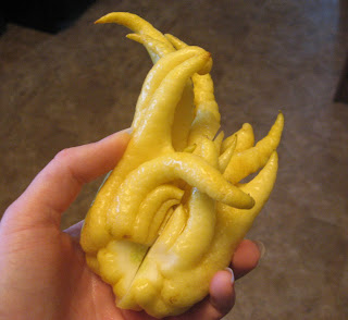 Hand holding a Buddha's Hand citron fruit.