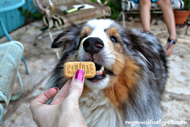 CANIDAE® Natural Gourmet Dog Treats | Review and Giveaway | Pawsitively
