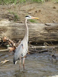 crane bird birds va flying creek falls church saw huge